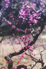 光影梅韵+梅花山（南京）