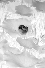 莲韵1