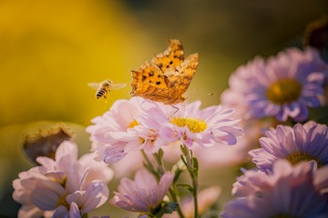 蜂蝶戏花图2