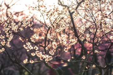 逆光里盛开的梅花+梅花山（南京）