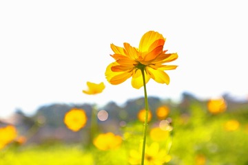 秋日+白马石刻公园（南京）