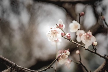 春之声1