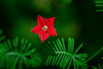 花语4+中山植物园（南京）