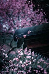 春到梅岗+南京雨花台梅岗