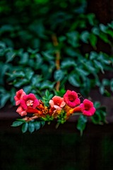 七月光影中的凌霄花+南京