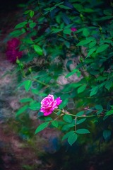 春日惟秀亭+梅花山（南京）