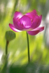 夏日光影中的红莲+南京