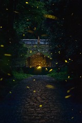 夏夜志公殿附近的萤火虫光斑+灵谷寺（南京）