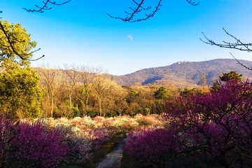 暗香疏影+梅花山（南京）