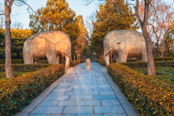 晨光洒在石像路的石象上+梅花山（南京）
