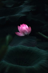 光影中的夏荷+九龙湖公园（南京）