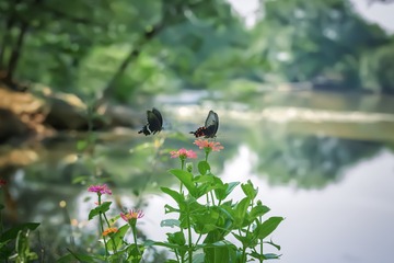 蝶恋花+中山陵园风景区（南京）