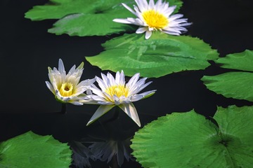 午后光影里的睡莲+池杉湖（安徽滁州）