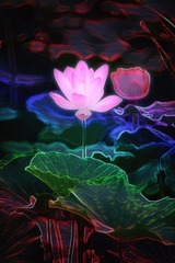 创意荷花摄影+南京