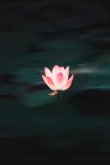 夏荷风韵+南京