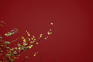 宫墙腊梅+明孝陵（南京）