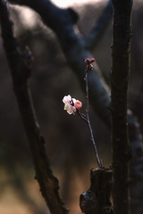 冬日里的梅花+梅花山（南京）
