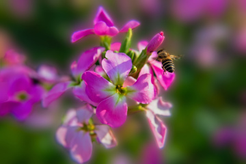 紫罗兰与蜜蜂+南京