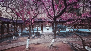春日梅岗盛开的梅花+雨花台（南京）