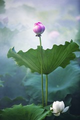荷花仙子+月牙湖（南京）