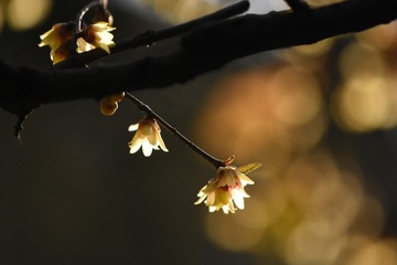 植物园 黄腊梅 H13716