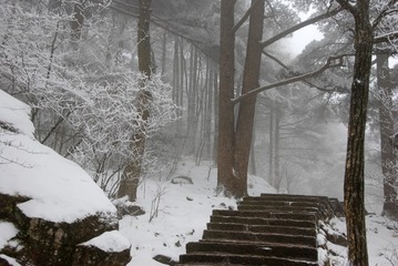 雪雾松林 DS1185