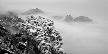 雪松冬云