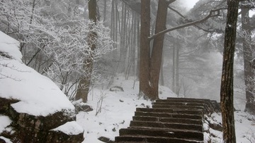 雪雾松林 广角 DS1185