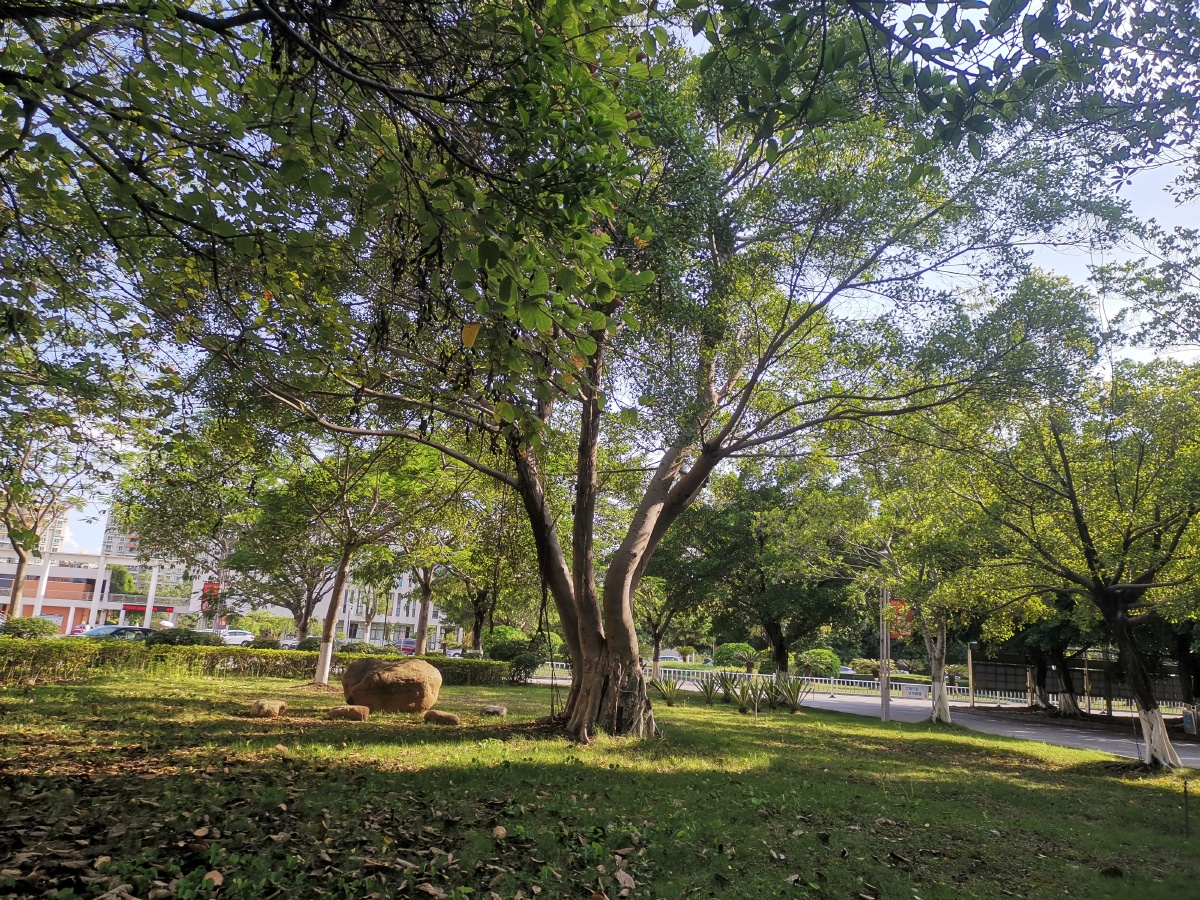 夏天榕树 - 摄影师162140356816784