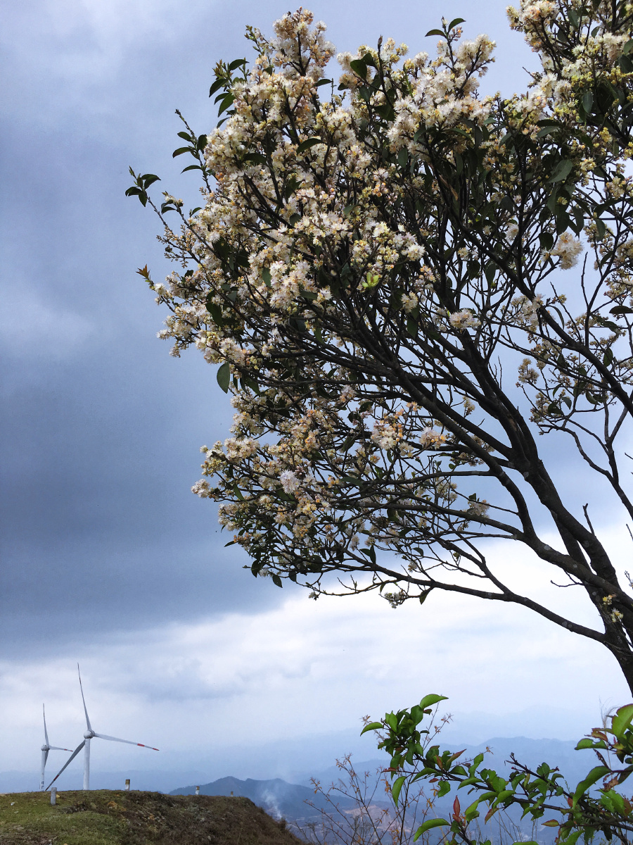 山矾花