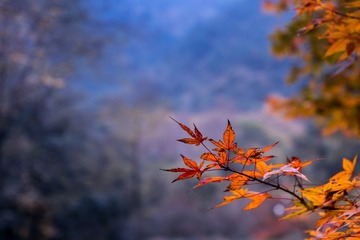 山上枫叶