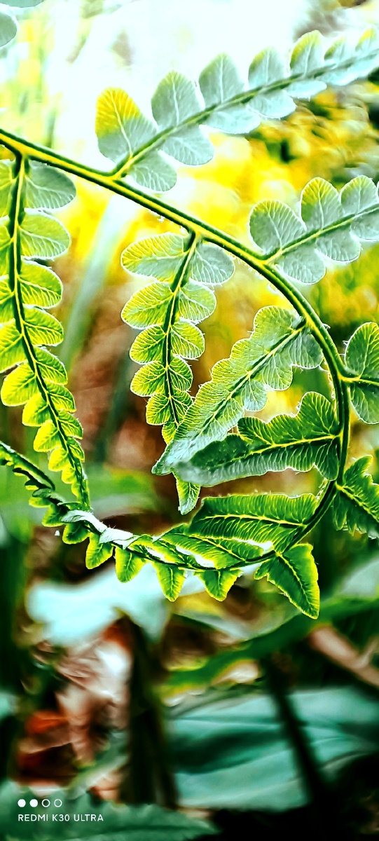 突拍的叶子我们那里叫鱼尾草