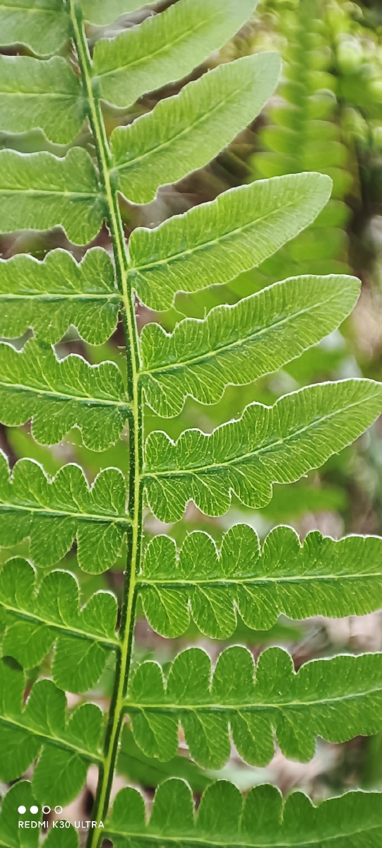 突拍的叶子我们那里叫鱼尾草