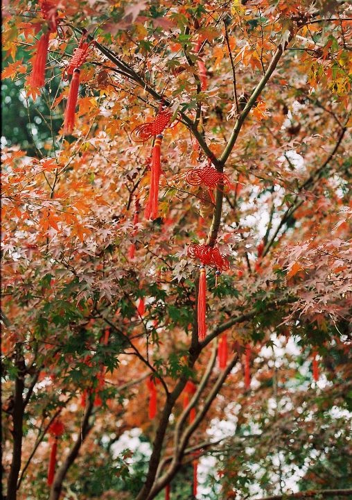 第三卷14 br /> 姻缘树,植物园
