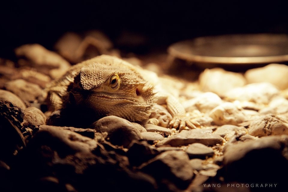 冬季的冷血动物不得不依靠温暖的炉子和加温灯光过冬.