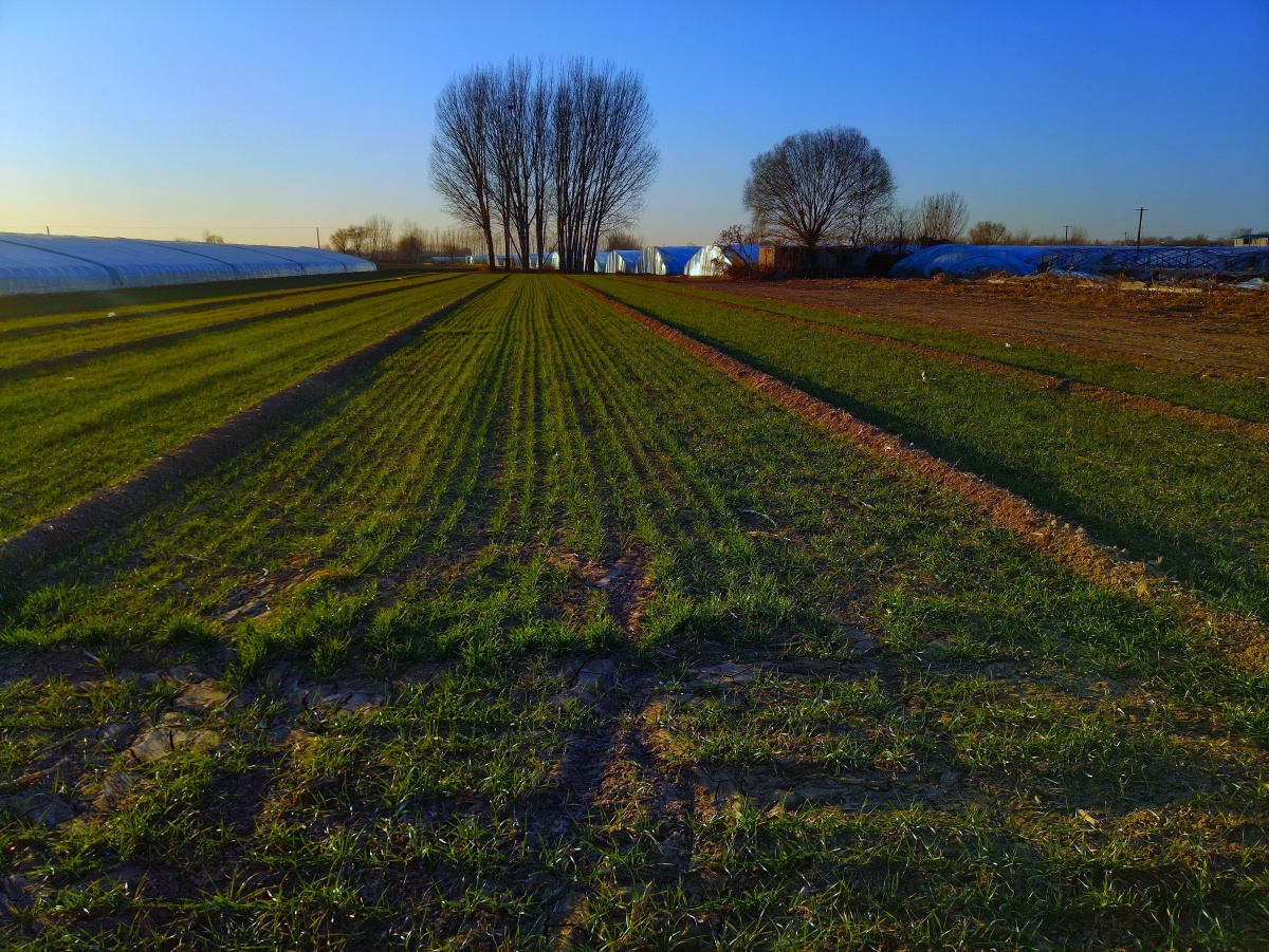 华北平原的冬天,麦苗是绿的,天是蓝的,散落田间的温室大棚,是附近城市
