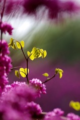 绿叶还需花来衬1