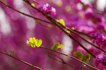 绿叶还需花来衬2