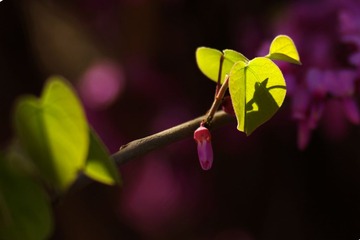 绿叶还需花来衬3