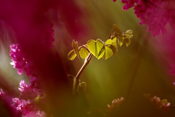 绿叶还需花来衬5