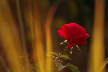 秋花2