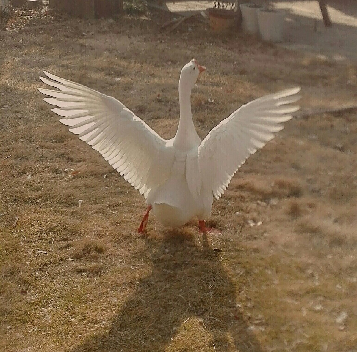 白鹅- 小阿忠0724 - 图虫