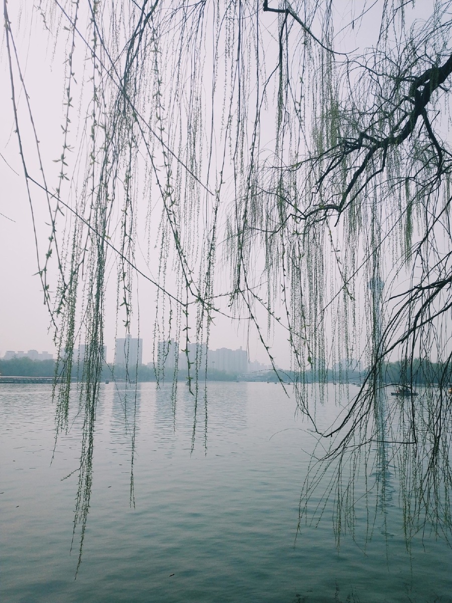 喵姐姐的椰汁儿