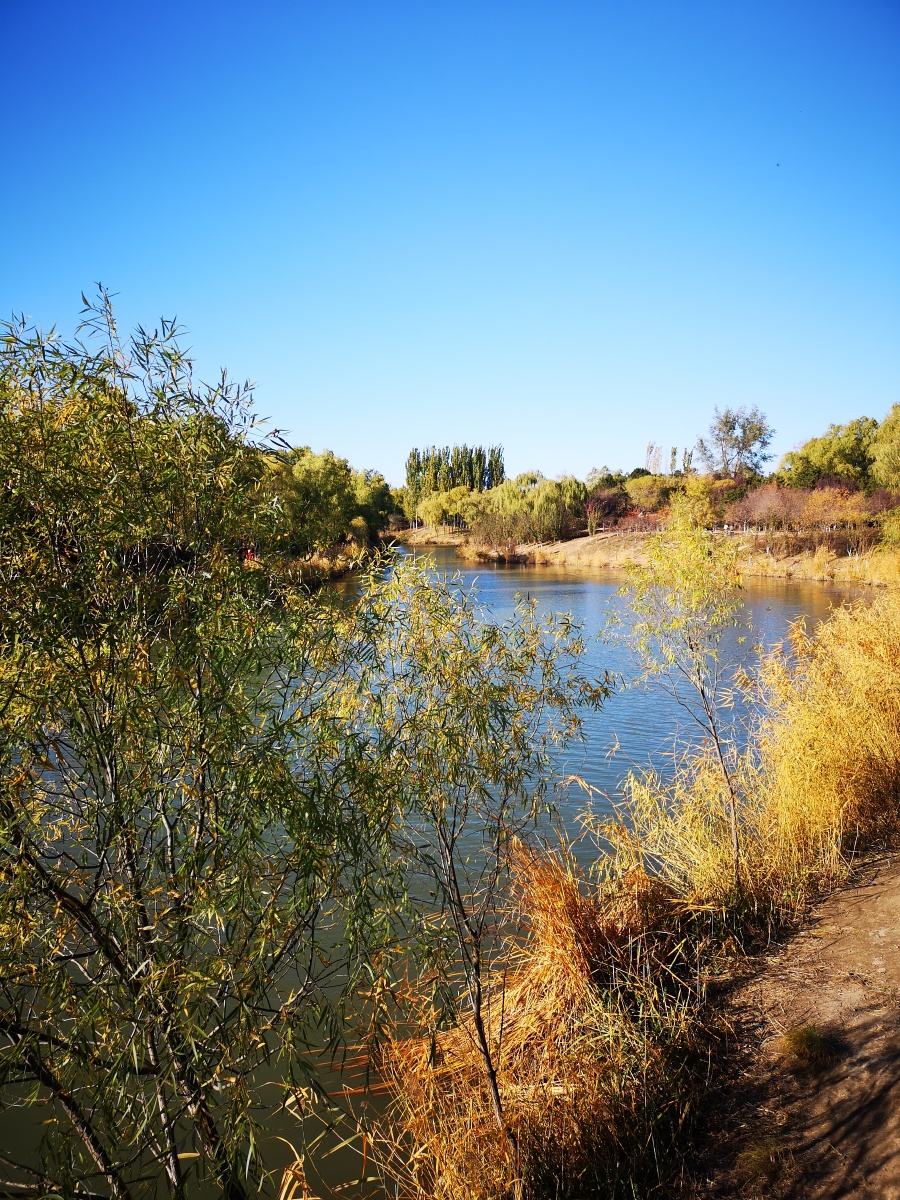 喵姐姐的椰汁儿