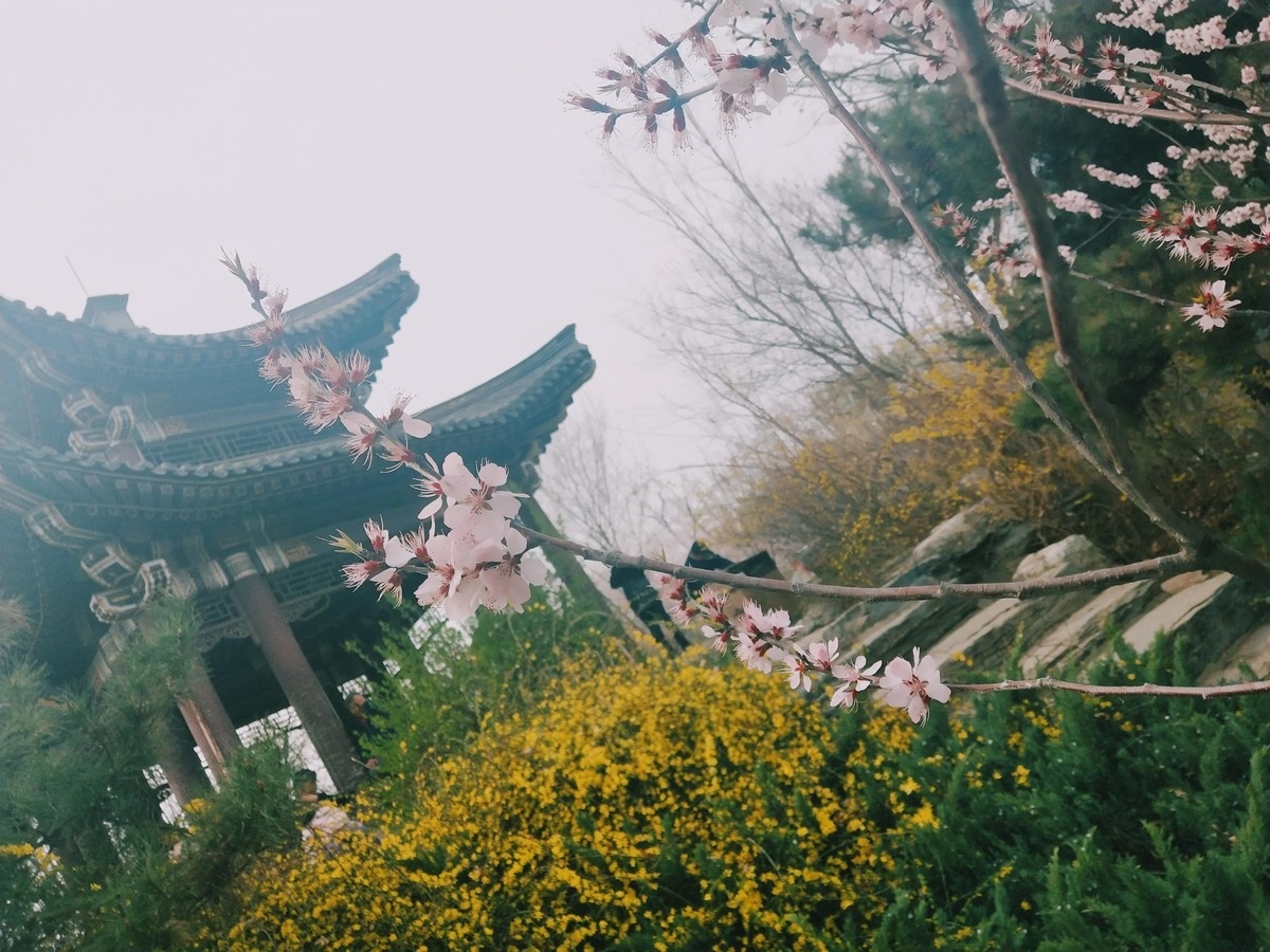 喵姐姐的椰汁儿