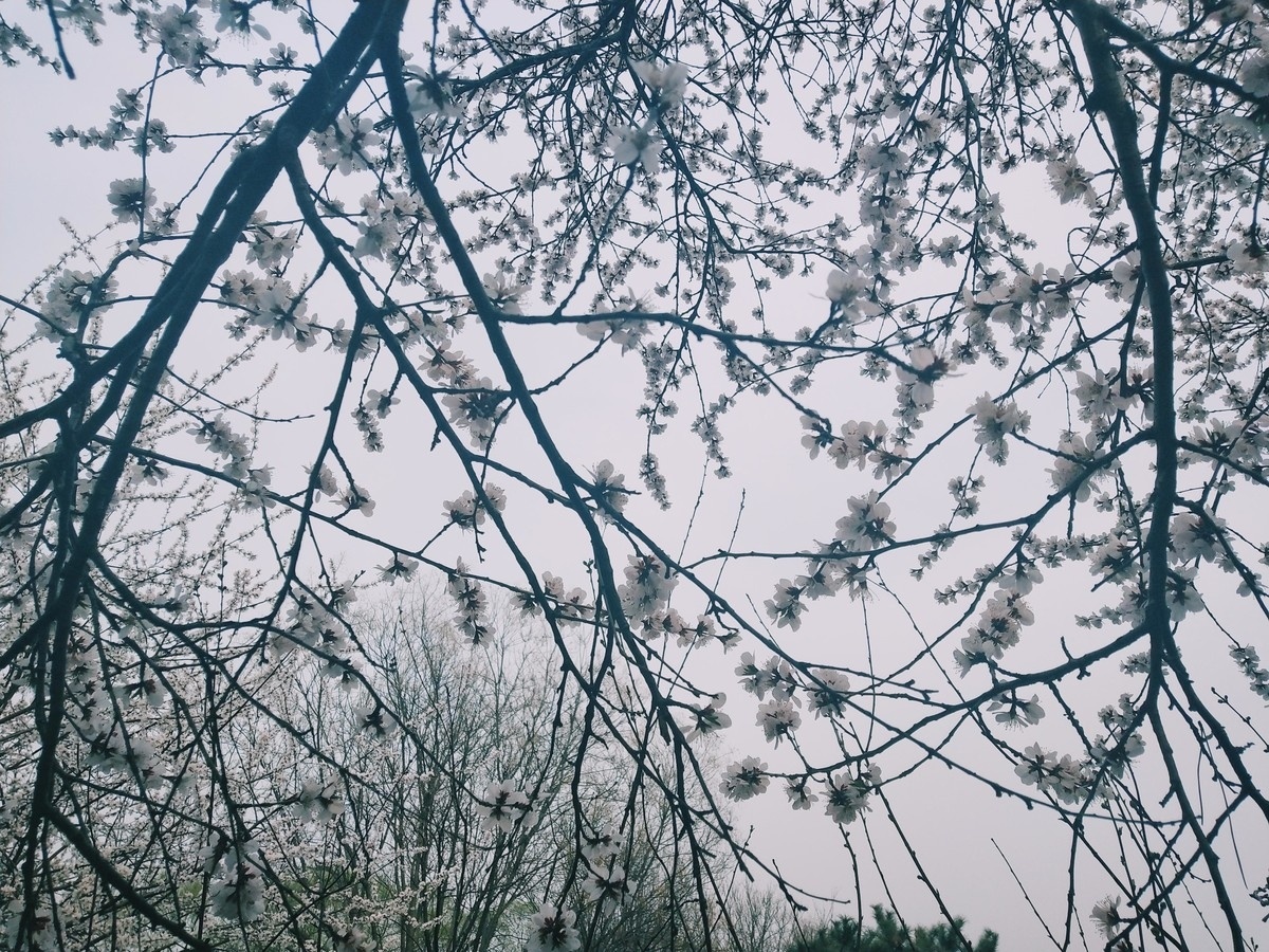 喵姐姐的椰汁儿