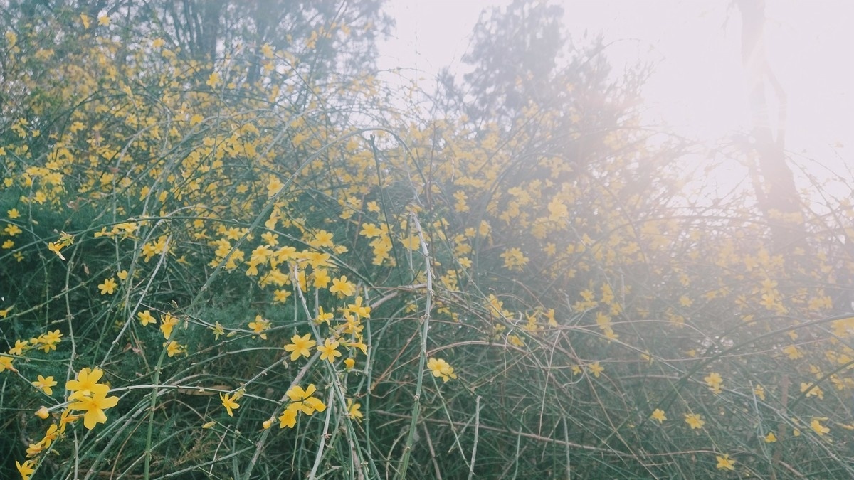 喵姐姐的椰汁儿