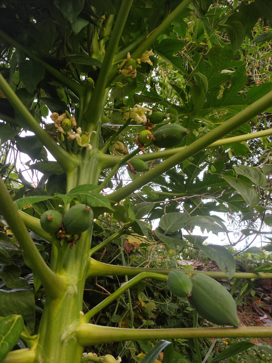 木瓜又大了不少