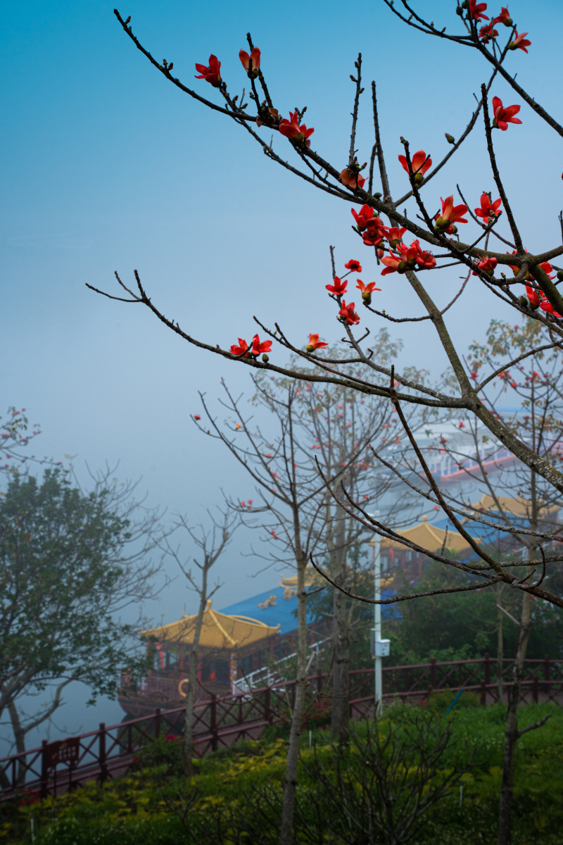 海南昌江木棉花的春天