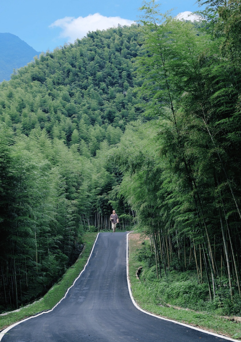 留恋于竹林深处